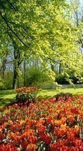 Scaricare immagine Plants, Landscape, Flowers, Tulips sul telefono gratis.