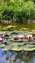 Scaricare immagine Flowers, Landscape, Plants, Water sul telefono gratis.