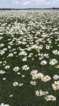 Scaricare immagine Flowers,Landscape,Camomile sul telefono gratis.