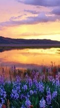 Scaricare immagine Flowers, Landscape, Sunset sul telefono gratis.