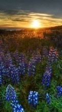 Flowers,Landscape,Sunset per Motorola BACKFLIP