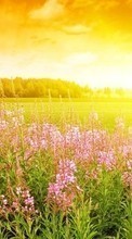 Scaricare immagine Flowers,Landscape,Sunset sul telefono gratis.