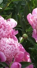 Scaricare immagine 360x640 Plants, Flowers, Peonies sul telefono gratis.