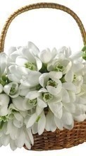 Scaricare immagine Plants, Flowers, Snowdrops sul telefono gratis.