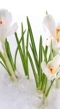 Scaricare immagine Flowers, Snowdrops, Plants, Snow sul telefono gratis.