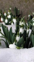 Scaricare immagine Flowers, Snowdrops, Plants, Winter sul telefono gratis.
