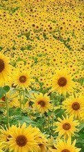Scaricare immagine Flowers, Sunflowers, Fields, Plants sul telefono gratis.