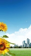 Plants, Flowers, Sunflowers per LG V10