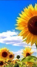 Scaricare immagine Flowers, Sunflowers, Plants sul telefono gratis.