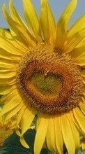Scaricare immagine Flowers, Sunflowers, Plants sul telefono gratis.