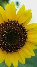 Scaricare immagine Flowers,Sunflowers,Plants sul telefono gratis.