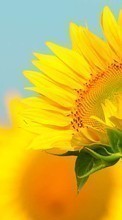Scaricare immagine Flowers,Sunflowers,Plants sul telefono gratis.
