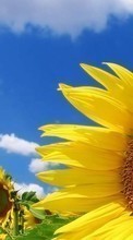 Scaricare immagine 320x240 Plants, Flowers, Sunflowers sul telefono gratis.