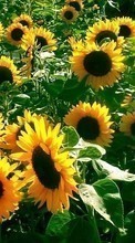 Scaricare immagine Plants, Flowers, Backgrounds, Sunflowers sul telefono gratis.