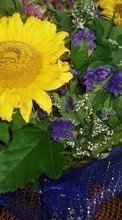 Scaricare immagine 128x160 Plants, Sunflowers sul telefono gratis.