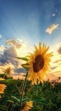 Scaricare immagine Flowers, Sunflowers, Plants, Sunset sul telefono gratis.