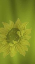 Scaricare immagine Flowers,Sunflowers,Pictures sul telefono gratis.