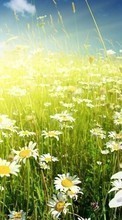 Scaricare immagine Flowers,Fields,Plants,Camomile sul telefono gratis.