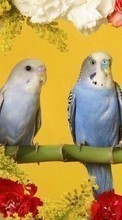 Scaricare immagine 720x1280 Animals, Flowers, Birds, Parrots sul telefono gratis.