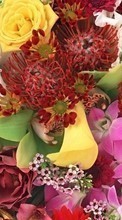 Scaricare immagine 800x480 Holidays, Plants, Flowers sul telefono gratis.