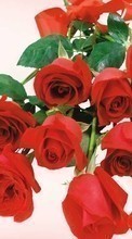 Scaricare immagine Holidays, Plants, Flowers, Roses sul telefono gratis.