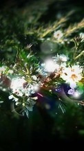 Plants, Flowers per Sony Ericsson F305