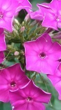 Scaricare immagine 720x1280 Plants, Flowers sul telefono gratis.