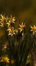 Scaricare immagine 360x640 Plants, Flowers sul telefono gratis.