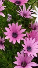 Scaricare immagine 1080x1920 Plants, Flowers sul telefono gratis.