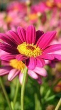 Scaricare immagine 128x160 Plants, Flowers sul telefono gratis.