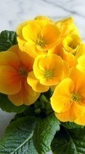 Scaricare immagine 720x1280 Plants, Flowers, Violet sul telefono gratis.