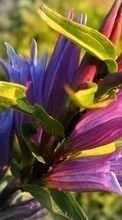 Scaricare immagine 1280x800 Plants, Flowers sul telefono gratis.