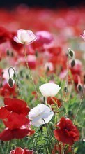 Scaricare immagine 540x960 Plants, Flowers sul telefono gratis.