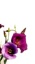 Flowers, Plants per Sony Xperia Miro ST23i