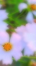 Scaricare immagine 1024x768 Plants, Flowers sul telefono gratis.