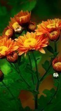 Scaricare immagine 1024x768 Flowers, Plants sul telefono gratis.