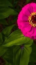 Flowers, Plants per Samsung Galaxy S6 EDGE Plus