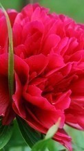 Scaricare immagine 1024x600 Plants, Flowers sul telefono gratis.