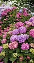 Scaricare immagine 1024x768 Plants, Flowers sul telefono gratis.