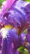 Scaricare immagine 800x480 Plants, Flowers sul telefono gratis.