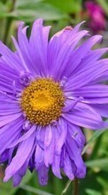 Scaricare immagine 1080x1920 Plants, Flowers sul telefono gratis.