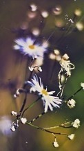 Flowers, Plants per Sony Ericsson Naite J105