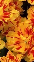 Flowers, Plants per HTC One X