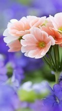 Flowers, Plants per HTC Desire 610