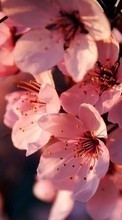 Flowers,Plants per Nokia Lumia 625