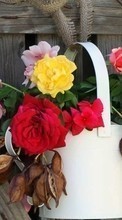 Scaricare immagine Flowers,Plants sul telefono gratis.