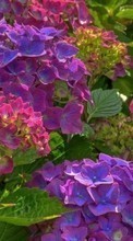 Scaricare immagine Flowers,Plants sul telefono gratis.