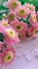Flowers,Plants per HTC Desire 626G+