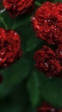 Flowers,Plants per HTC Legend