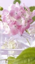 Flowers,Plants per HTC Desire 510
